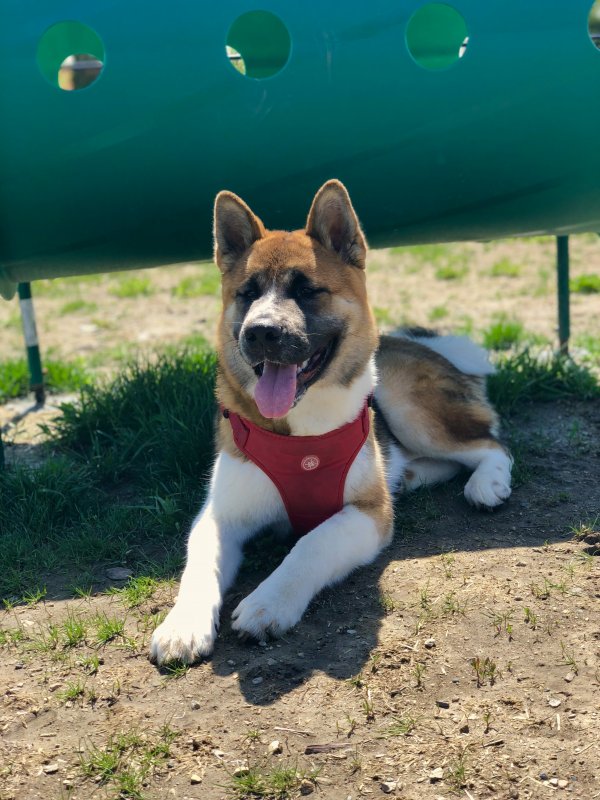 Akita Growth Chart Puppy