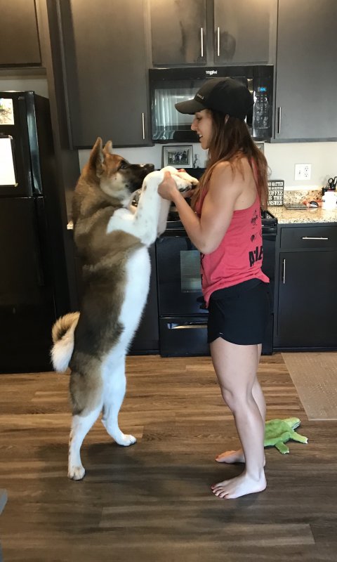 American Akita Weight Chart