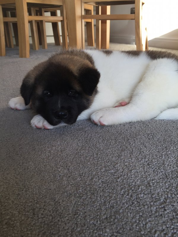 8 week deals old akita