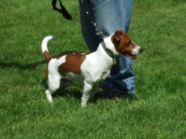 k9 08062008.JPG