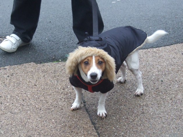 k9.29.JPG
