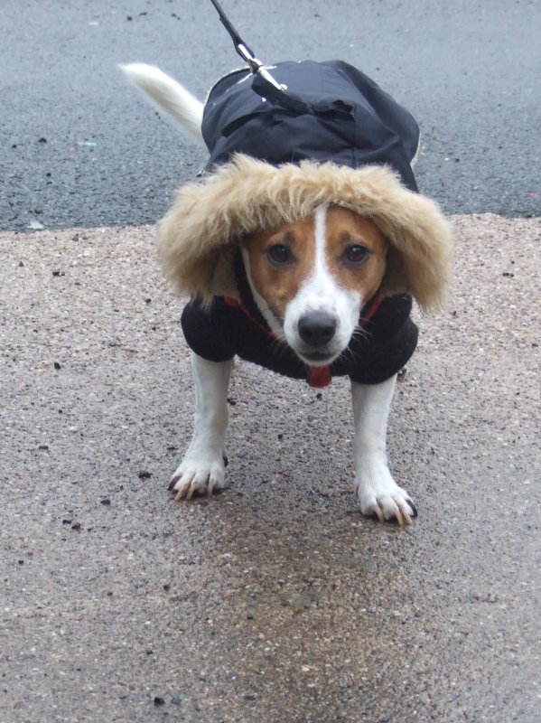 k9.31.JPG