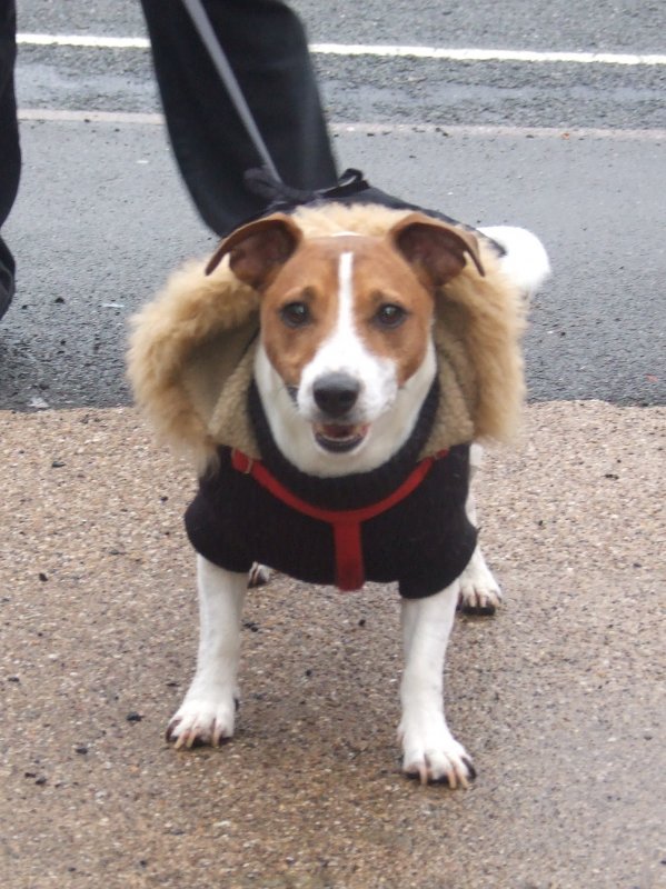 k9.33.JPG
