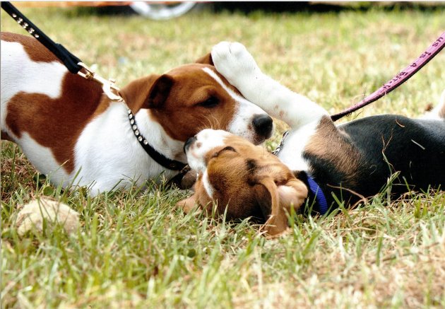 K9 & friend.jpg