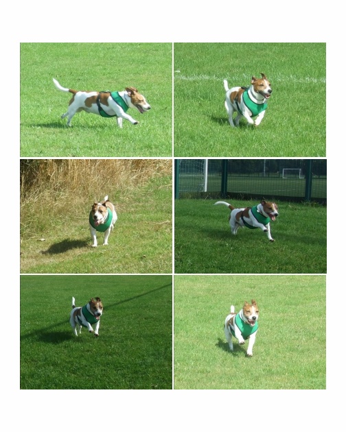 K9.jpg