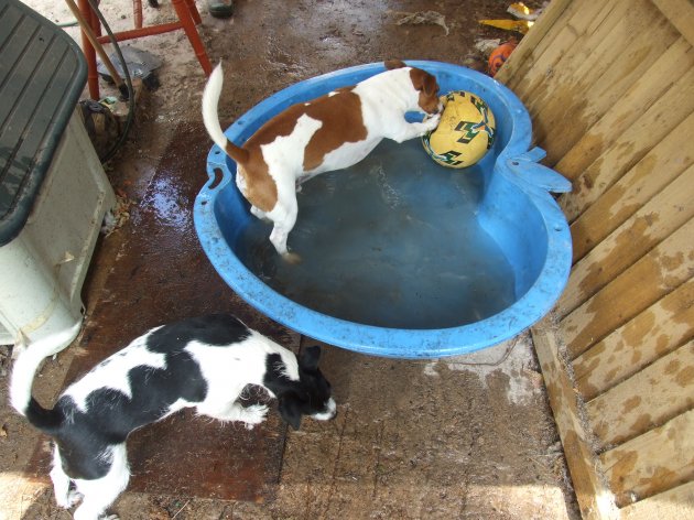 K9 & Skye pool.JPG