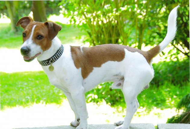 k9a.jpg