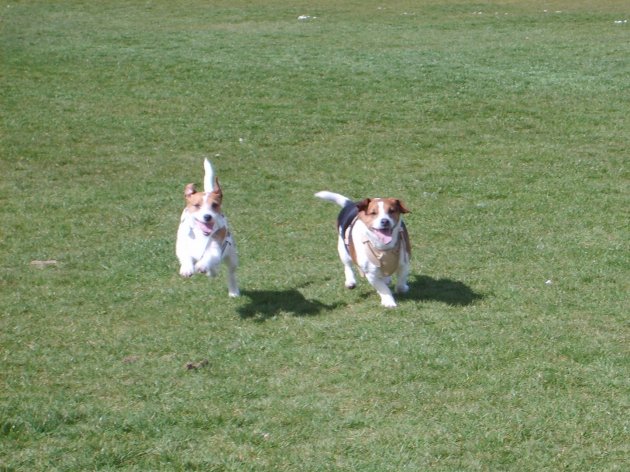 Kobi & Ziva - running.JPG