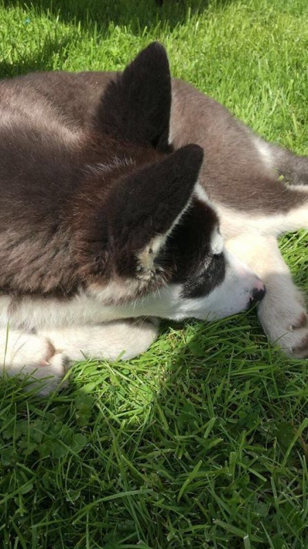 Koda 4.jpg