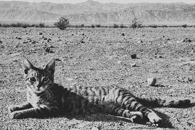 Lion of the Desert Rework.jpg