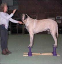 mastiffstacker.jpg