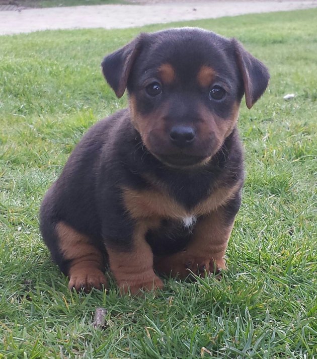 miniature-black-and-tan-jack-russell-puppies-533453dc3812e.jpg
