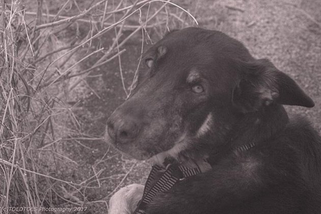 Moose-dog2.jpg