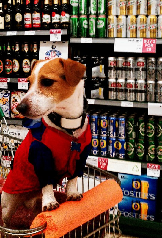 Mr Piddles.Trolley.Patrol.jpg