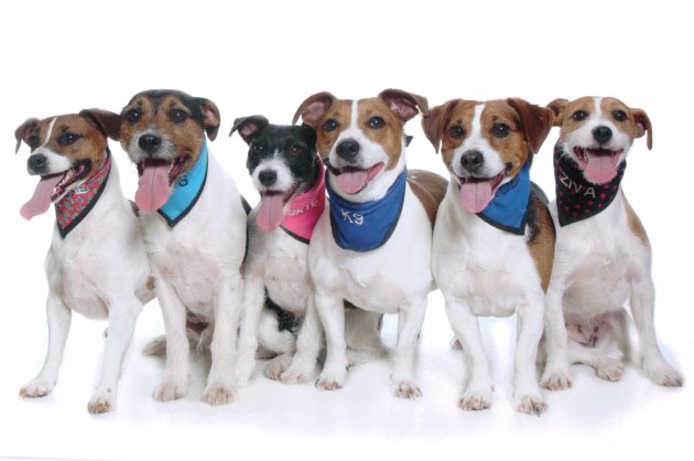 my 6 jrt's august 2011.jpg