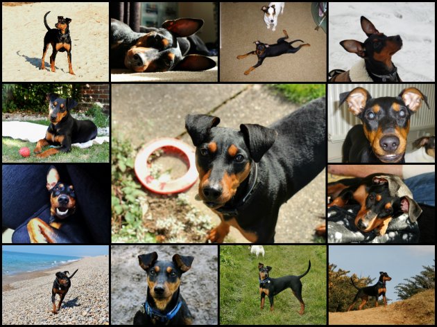 Nala year montage.jpg