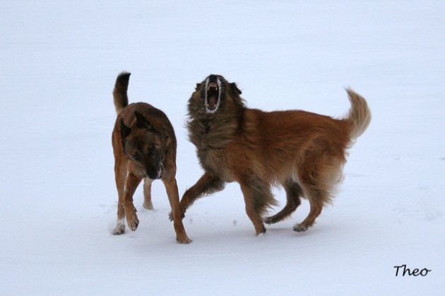 Nelli_Shouting.jpg