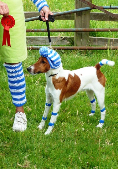 P1000286_Truffle_6_legs__stripes_hat__edit__ok.jpg