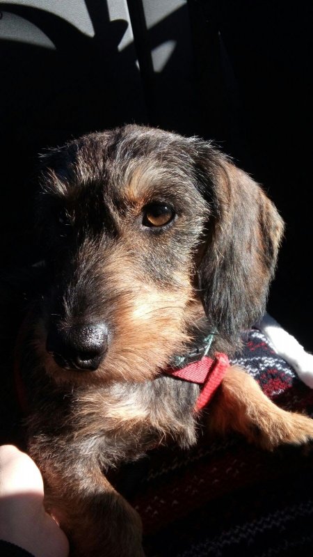 Percy Moo, Wire-haired Teckel 1.jpg