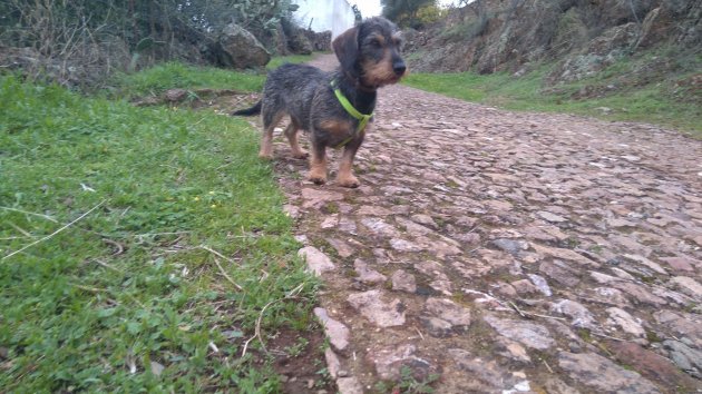 Percy Moo, Wire-haired Teckel 4.jpeg