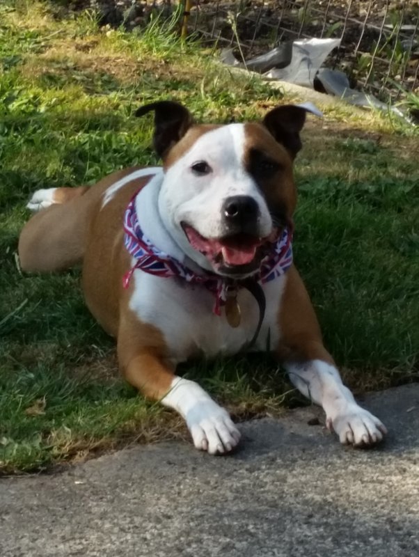 popeye in garden.jpg