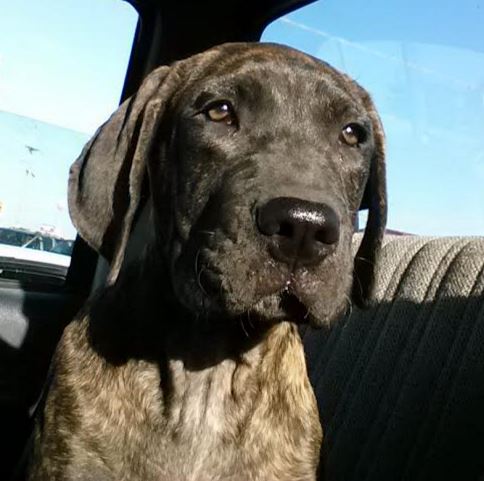 Presa Canario For Adoption in Indiana 5.JPG