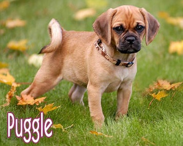 puggle_4.jpg