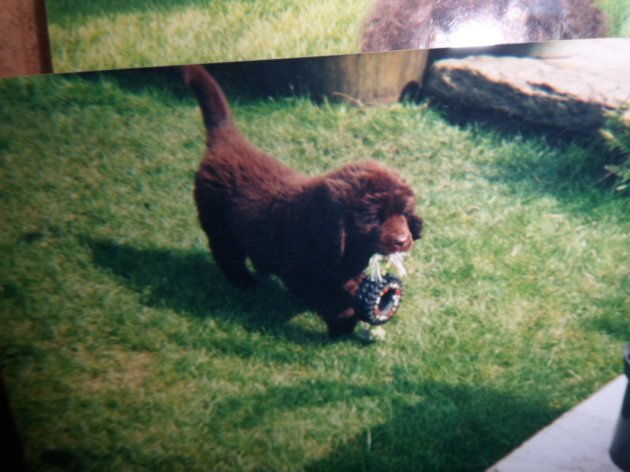 puppy bear 004.JPG