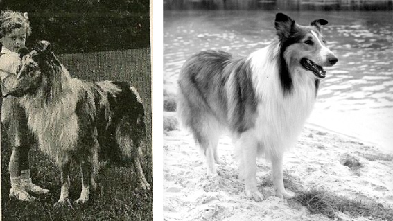 rcollie6.jpg