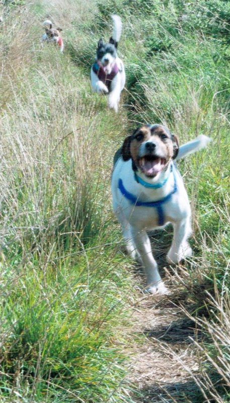 Run about.jpg