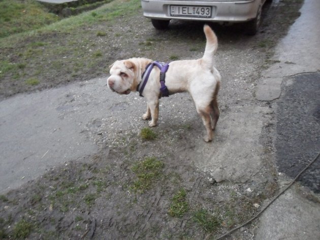 SAM_0808.JPG