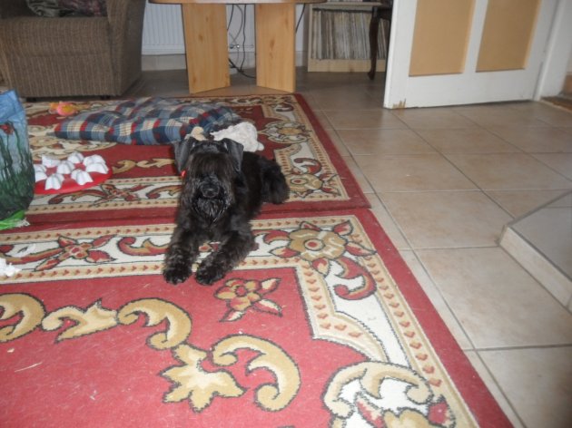 SAM_0908.JPG