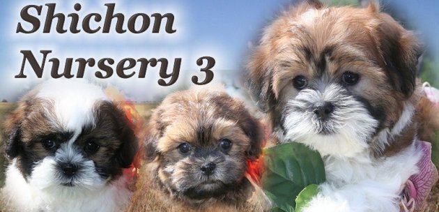 shichon_banner_3_shichon_puppies_for_sale_in_los_angeles.jpg