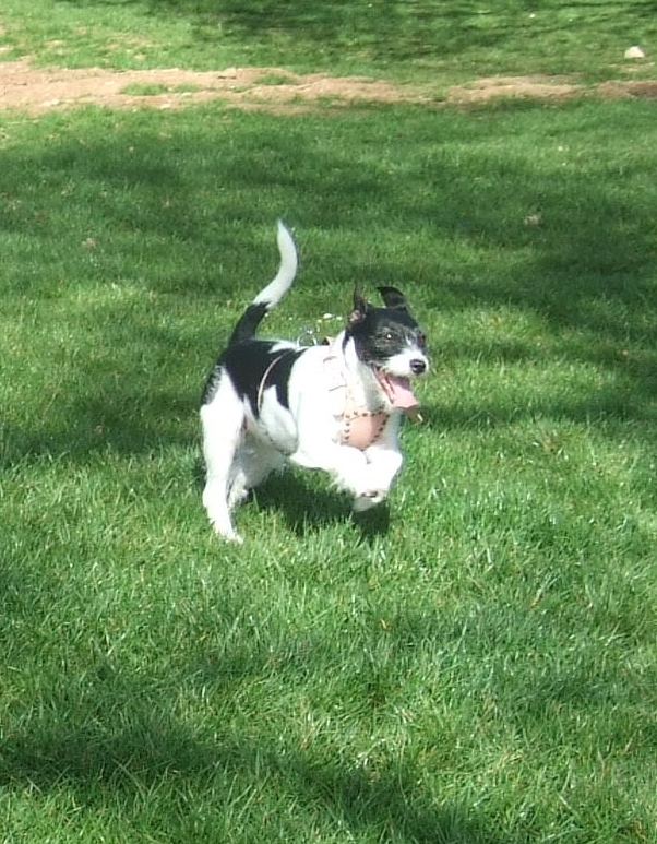 skye running.JPG