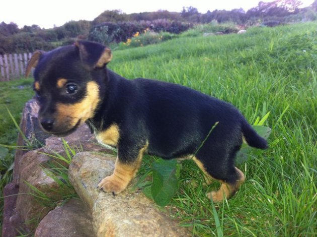 Stunning-Miniature-Jack-Russell-Puppies-20140927144058.jpg