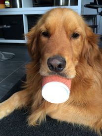 teddy coffee cup.jpg