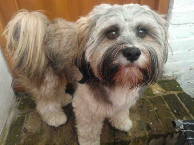 Tibetan-Terrier-2.jpg