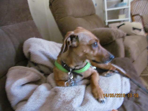 TIKKI LOOKING OUT OF THE DOOR.jpg