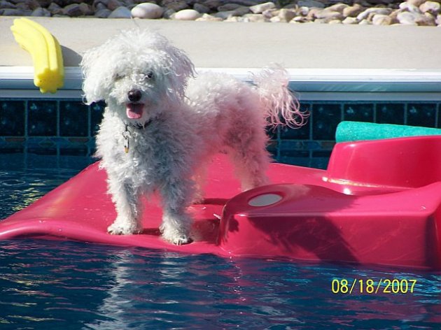 Trixie on Raft.jpg