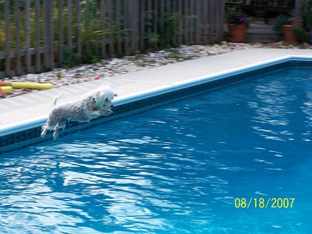 Trixie Pool Fun 5.jpg