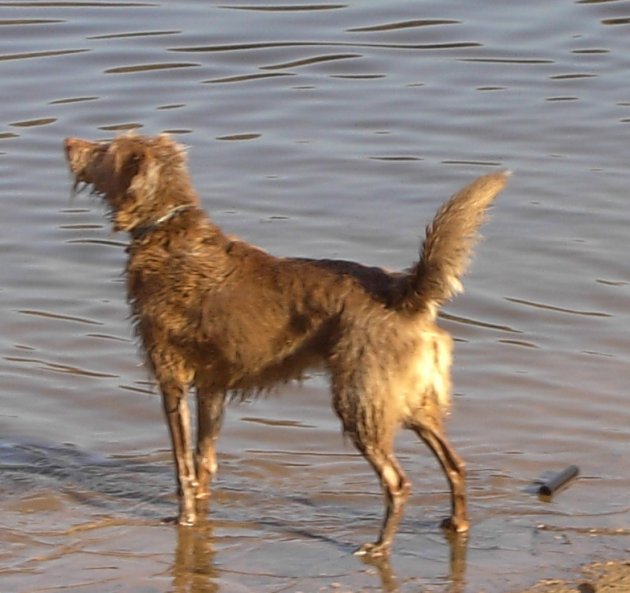 Tweed Paddling.JPG