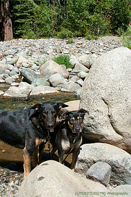waterdogs.jpg