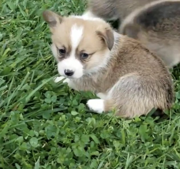 Watson 5 weeks 1.jpg