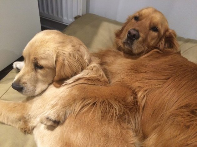 willow and teddy hugging.jpg