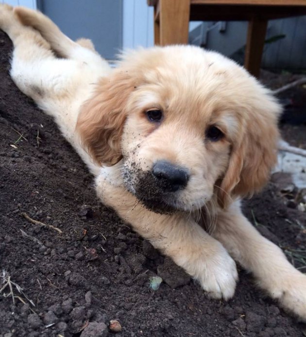 willow dirt pile.jpg