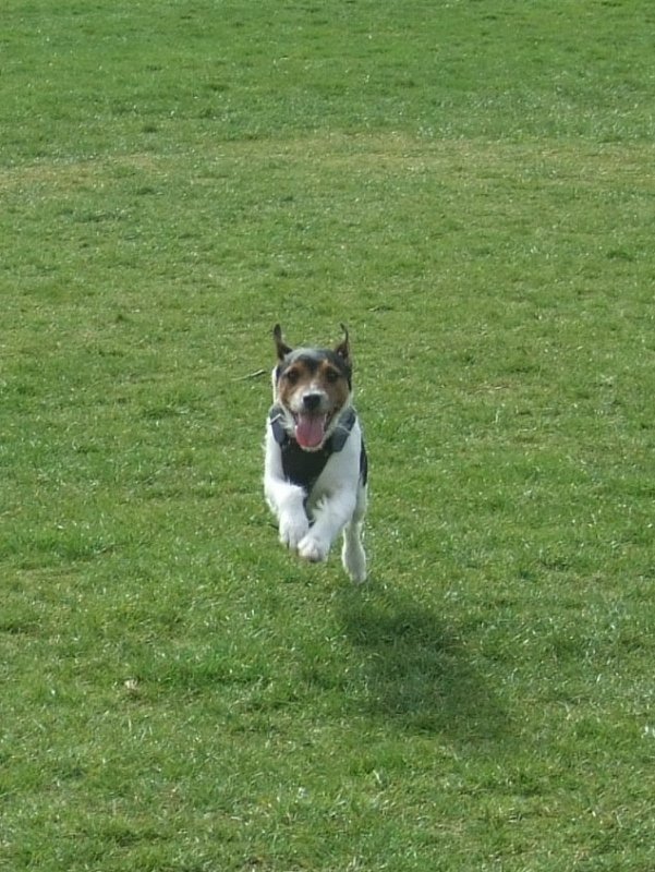 Zeus running.JPG