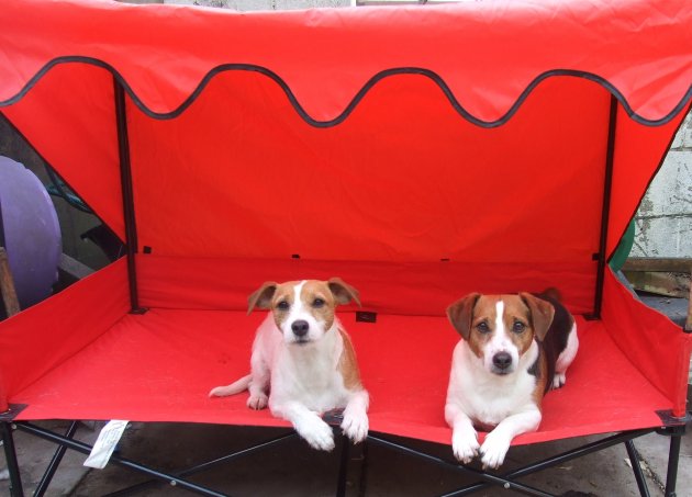 Ziva & Kobi sunlounger.JPG
