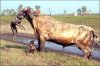 bullpit1-300x1981.jpg