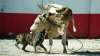alano-espanol-fighting-Bull.jpg