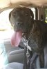 Presa Canario For Adoption in Indiana7.JPG